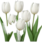 White tulips sticker