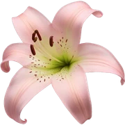 light pink lilium sticker