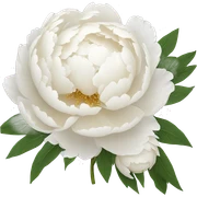 white peonies sticker