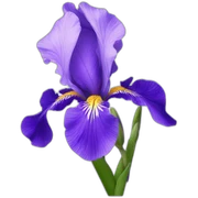 Iris flower sticker