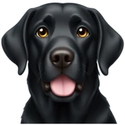 black labrador heart eyes sticker