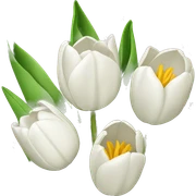 ramo de tulipanes blancos  sticker