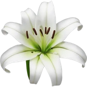 Lily sticker