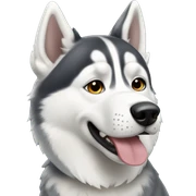 Husky dog sticker