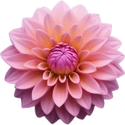 Dahlia sticker
