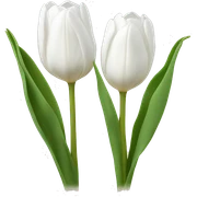 two white tulips sticker