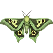 lunar moth sticker
