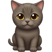 Chocolate brown British shorthair cat sticker