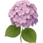 hortensia sticker