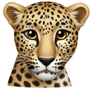 the animal leopard  sticker