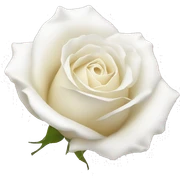 beautiful white rose  sticker
