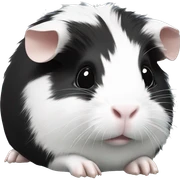 Black and white guinea pig sticker