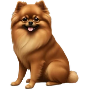 2 brown pomeranians sticker