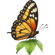 Butterfly  sticker
