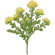yarrow sticker