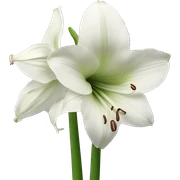White amaryllis sticker