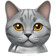 British shorthair cat gray sticker
