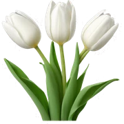 white tulips sticker