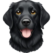 Black coat retriever  sticker