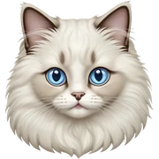 Ragdoll cat sticker