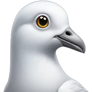 pigeon sticker