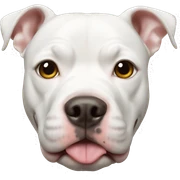 White pitbull  sticker