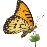 Butterfly sticker