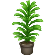 nephrolepis exaltata plant sticker