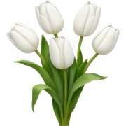 White tulips sticker