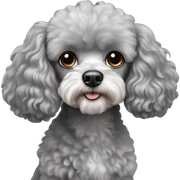 Mini grey cavalier poodle sticker