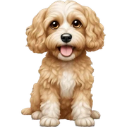 Cavapoo  sticker