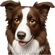 Brown border collie  sticker