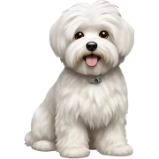 Bichon havanese old dog sticker