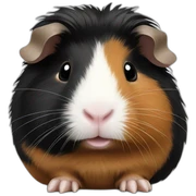 guinea pig black sticker