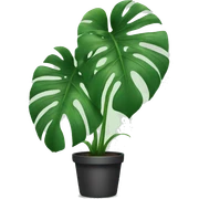 Monstera sticker