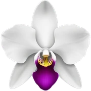 orchid  sticker