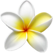 White and yellow frangipani flower sticker