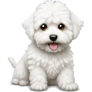 Maltipoo white sticker