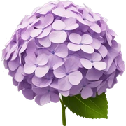 hydrangea sticker