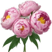 Peonies buket of flowers inside a newspaper sticker
