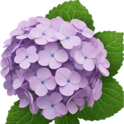 hydrangea sticker
