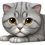Gray Scottish fold laying sticker