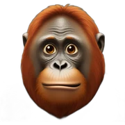 orangutang sticker