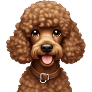 brown poodle sticker