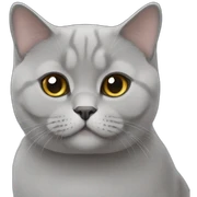 british shorthair sticker