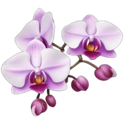 Orchids sticker