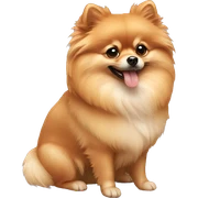 Pomeranian   sticker