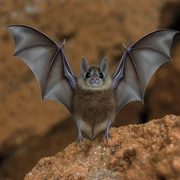 Bat sticker