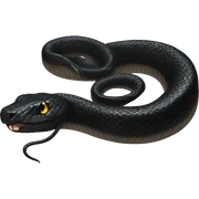Black snake  sticker