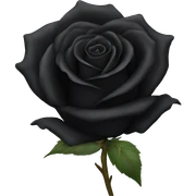 black rose  sticker